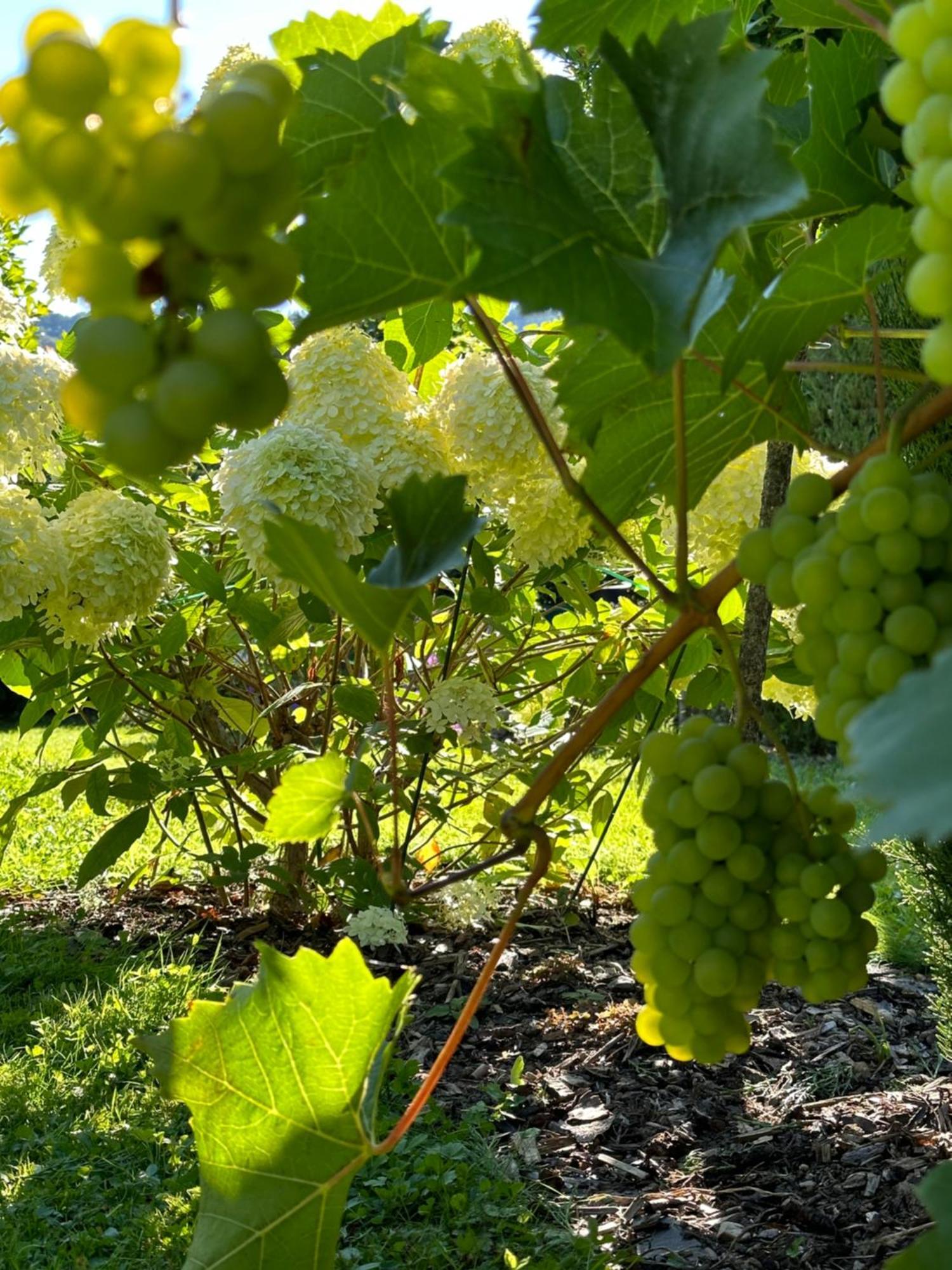 York Cottage Garden Traben-Trarbach Εξωτερικό φωτογραφία